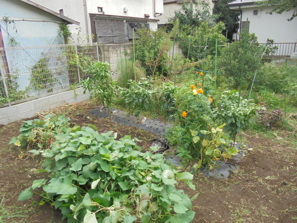 f:id:donkoro:20170920095530j:plain