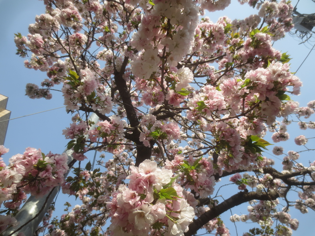 f:id:donkoro:20180404152009j:plain