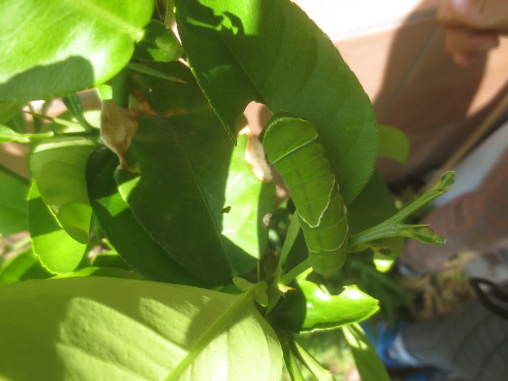f:id:donkoro:20180501095236j:plain f:id:donkoro:20180501095236j:plain