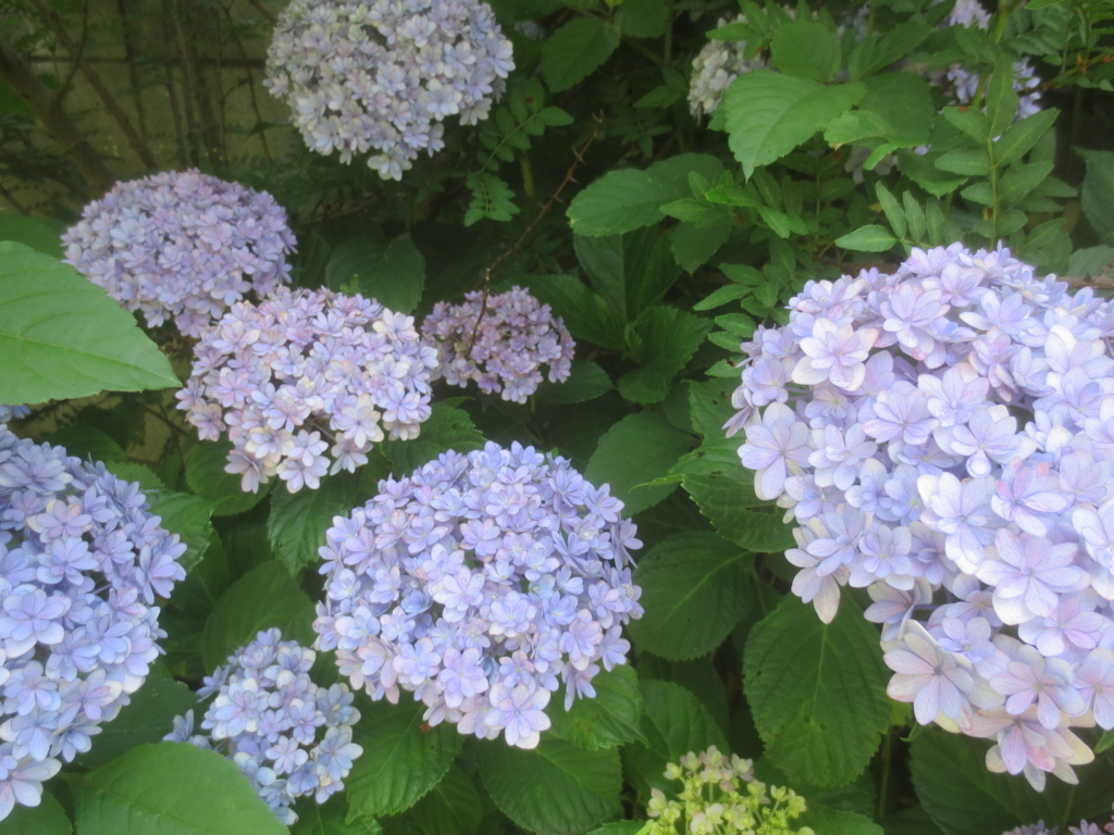 f:id:donkoro:20180619094823j:plain
