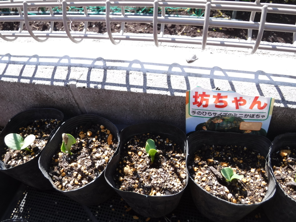 f:id:donkoro:20190415093351j:plain