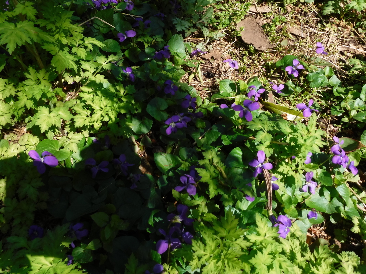 f:id:donkoro:20190415100758j:plain
