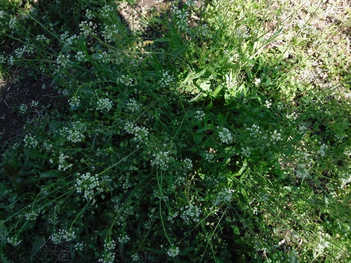 f:id:donkoro:20190415100812j:plain