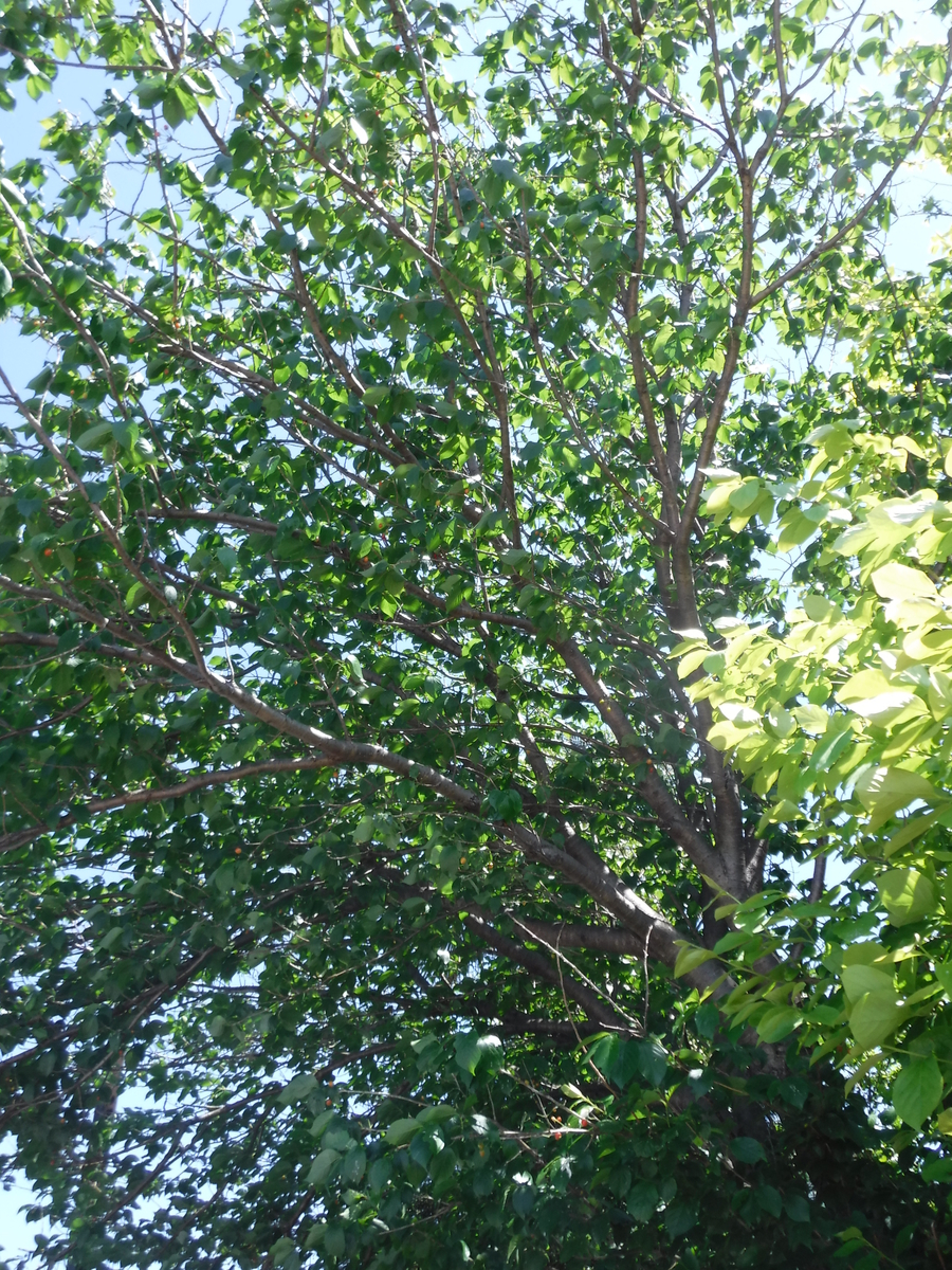 f:id:donkoro:20190508094840j:plain f:id:donkoro:20190508094840j:plain