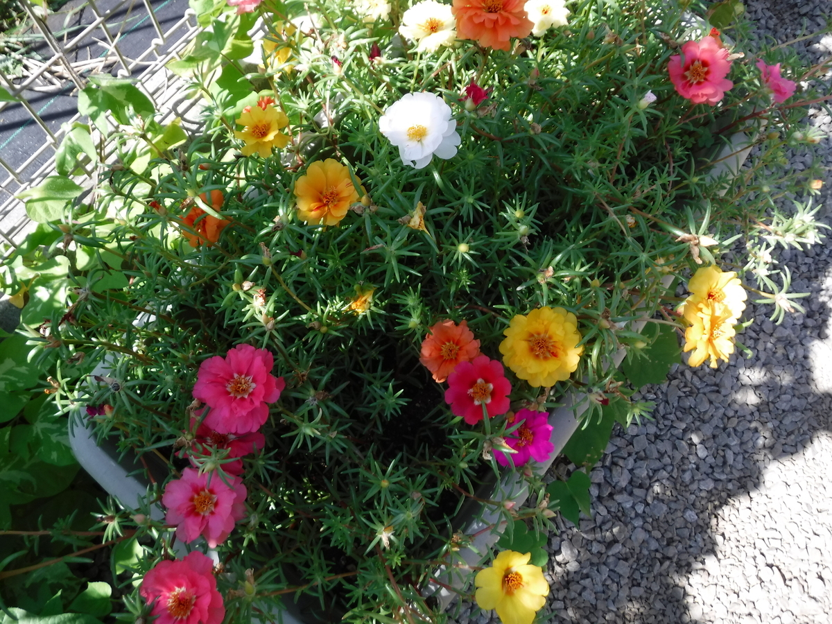 f:id:donkoro:20190806084738j:plain