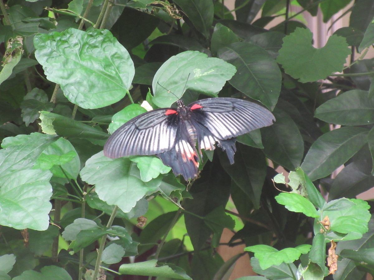 f:id:donkoro:20200902114450j:plain