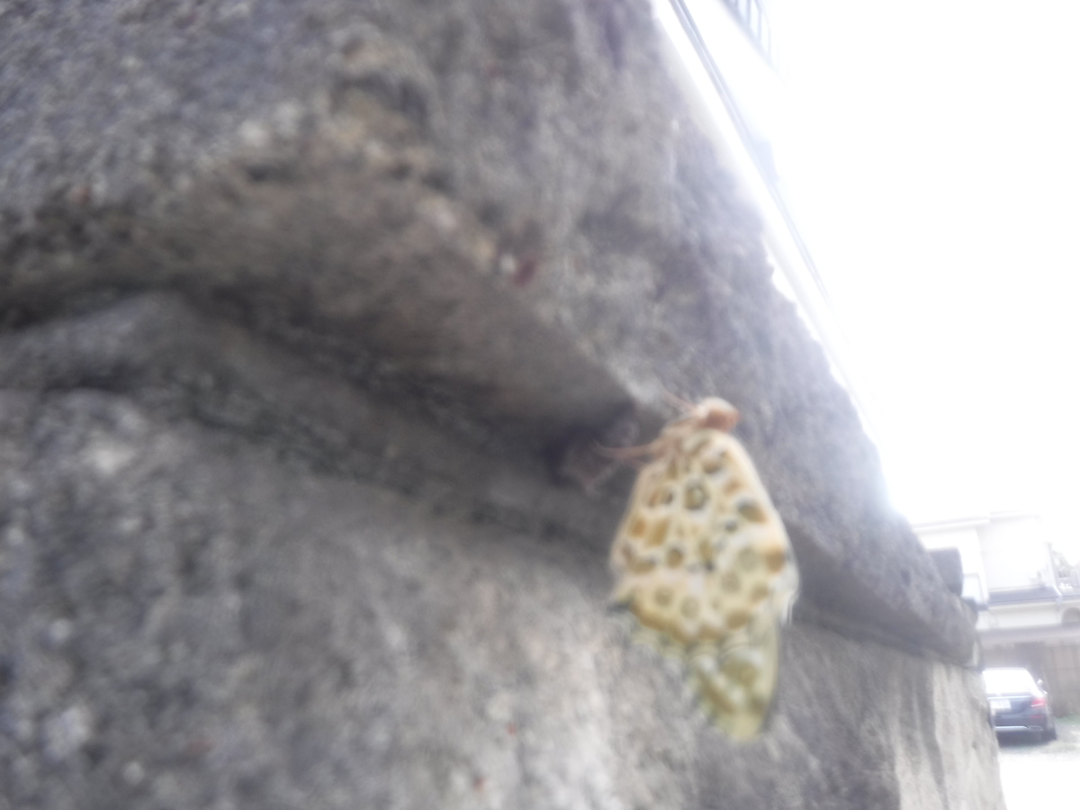 f:id:donkoro:20210930092620j:plain