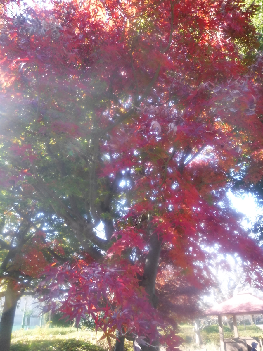 f:id:donkoro:20211126111650j:plain