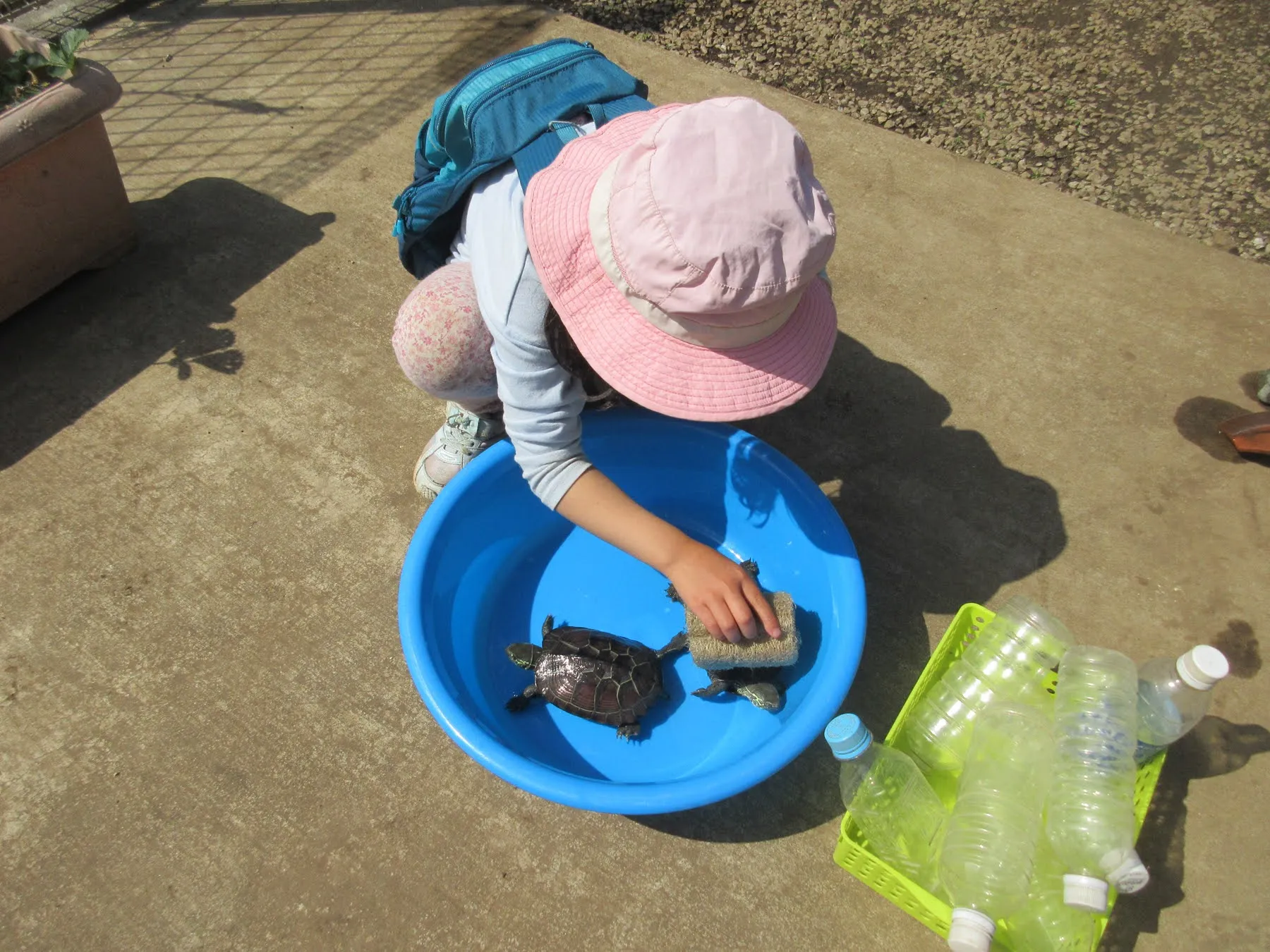 ヘチマのたわしで甲羅をきれいにします