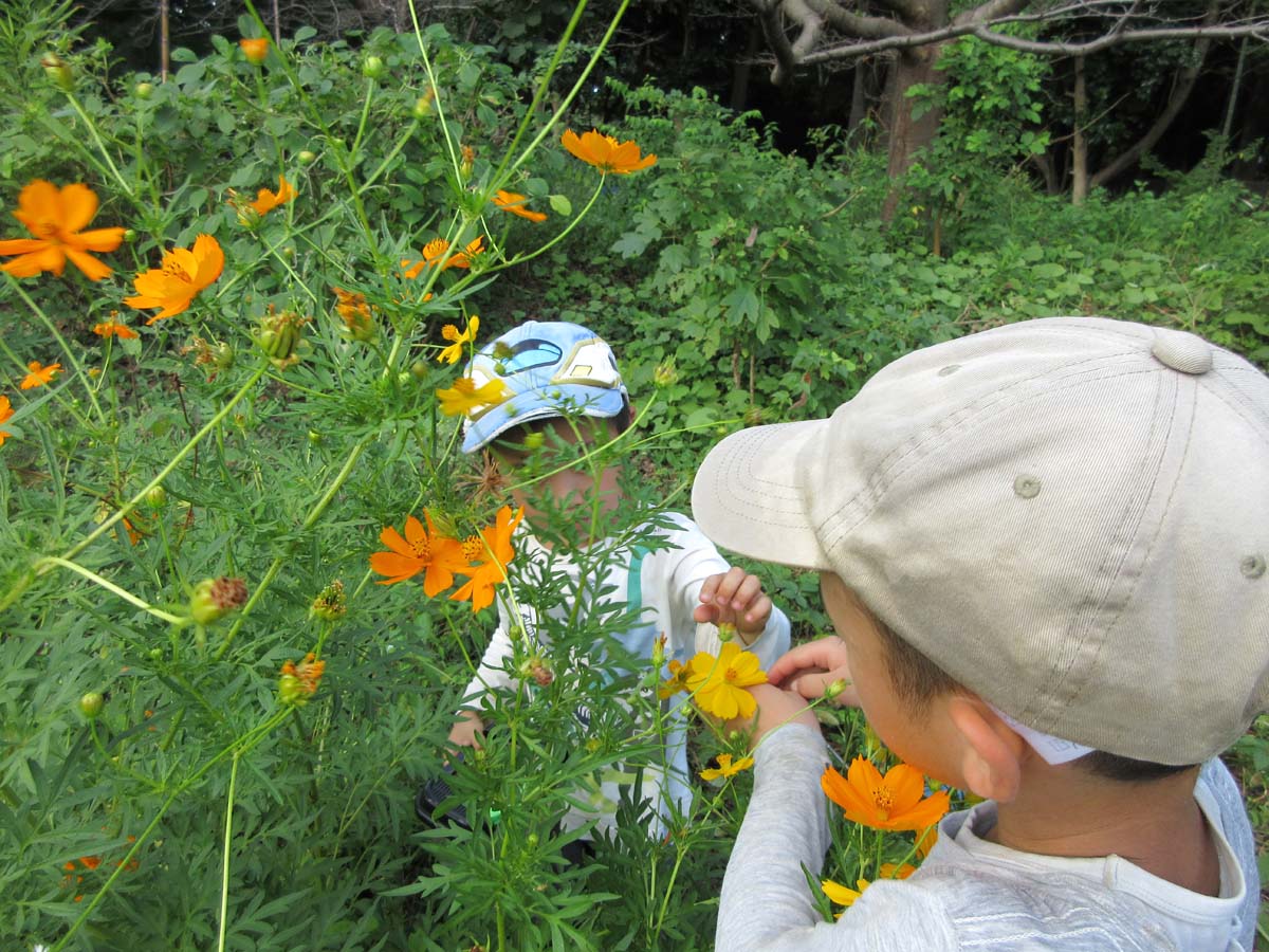 コスモスの花を集める