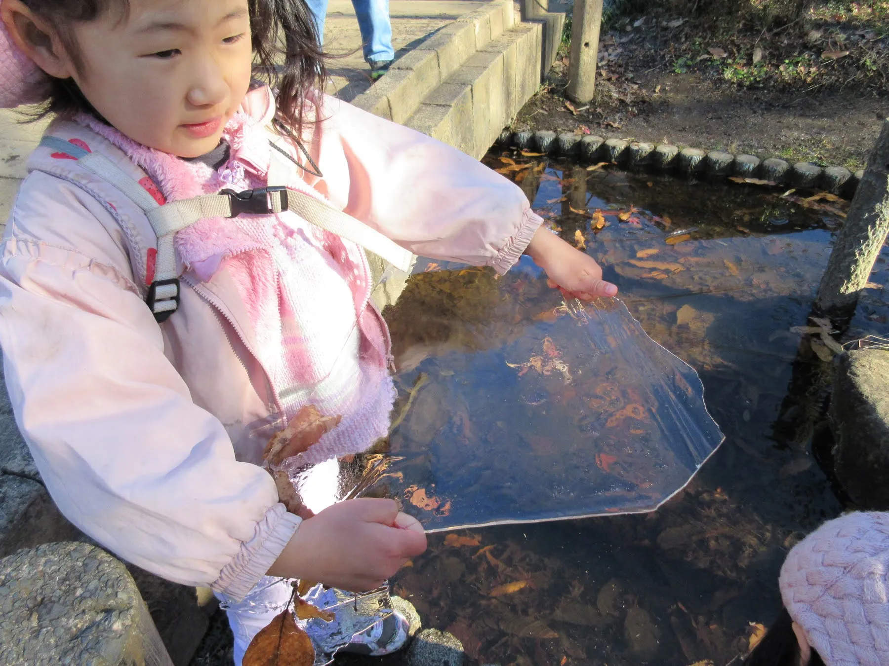 大きな氷が取れました。